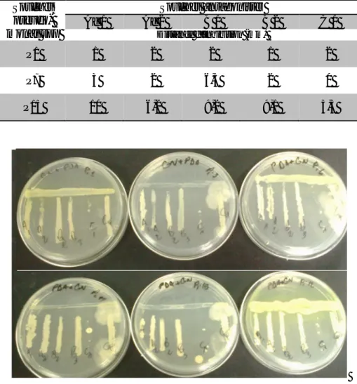 Tableau 8: Test d’antagonisme des Pseudomonas  vis-à-vis 5 souches de microorganismes ;  (Ac : Souche d’Actinomycète, B : Souche de Bacillis, C : souche de champignon)