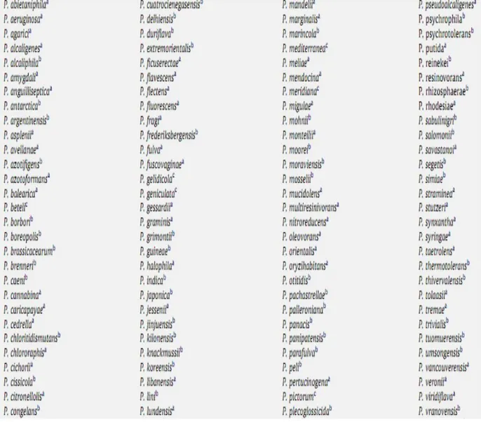 Tableau 1 : Les espèces appartenant  actuellement au genre  Pseudomonas (d’après Euzeby,  2008 in Peix et al., 2009).