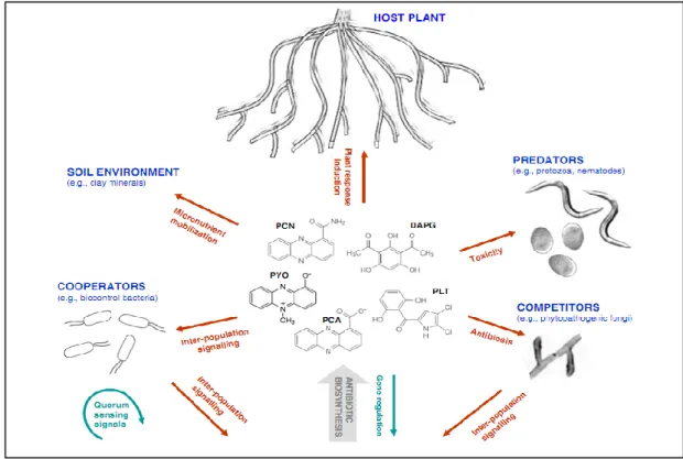 Figure  5 :  Les  principaux  antibiotiques  produits par  les  souches  de  biocontrôle  jouent  un  rôle  central  entre  les  éléments  impliqués  dans  les  interactions  :  Pseudomonas  de  biocontrôle,  plantes, pathogènes, prédateurs, coopérateurs e