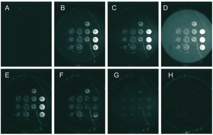 Figure 4. SPRi difference images of the biochip surface at different times during the course of the experiment