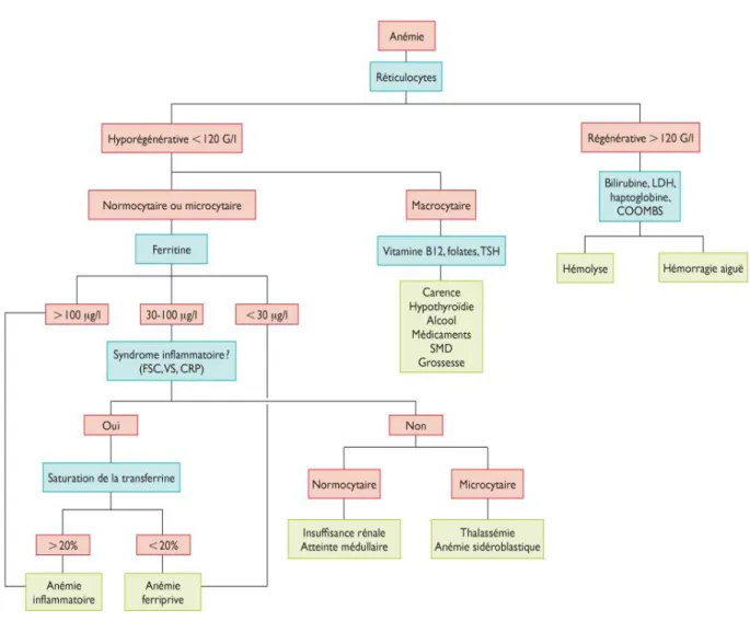 Figure 4 : Etapes de diagnostic des principales anémies  5. Diagnostic biologique  