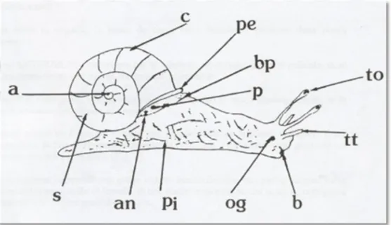 Figure 3:Morphologie externe de l’escargot petit gris (Helix aspersa). 14