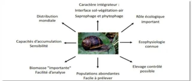 Figure 14:on trouver d’utilisation intégrée des escargots en bio-indication de la qualité des sols 1.2.12 Prédateurs :