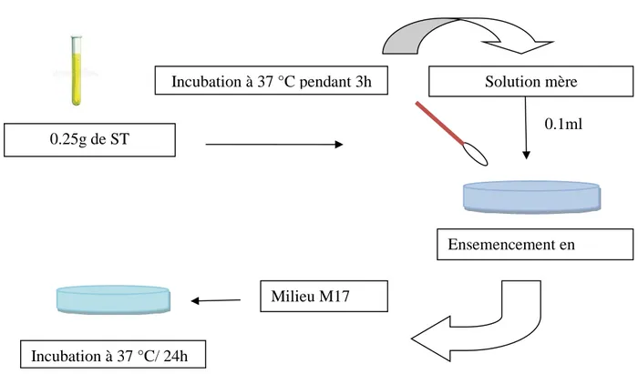 Figure 6. Activation de la souche lactique Streptococcus thermophilus. 