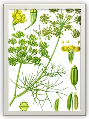 Figure 1 :  Trigonella foenum-graecum (Volpé et al., 2009) 