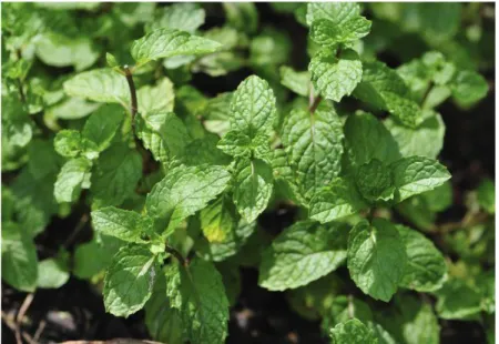 Figure 1 . Menthe poivré (mentha× pipérita. L) ( Doctissimo,2020) 