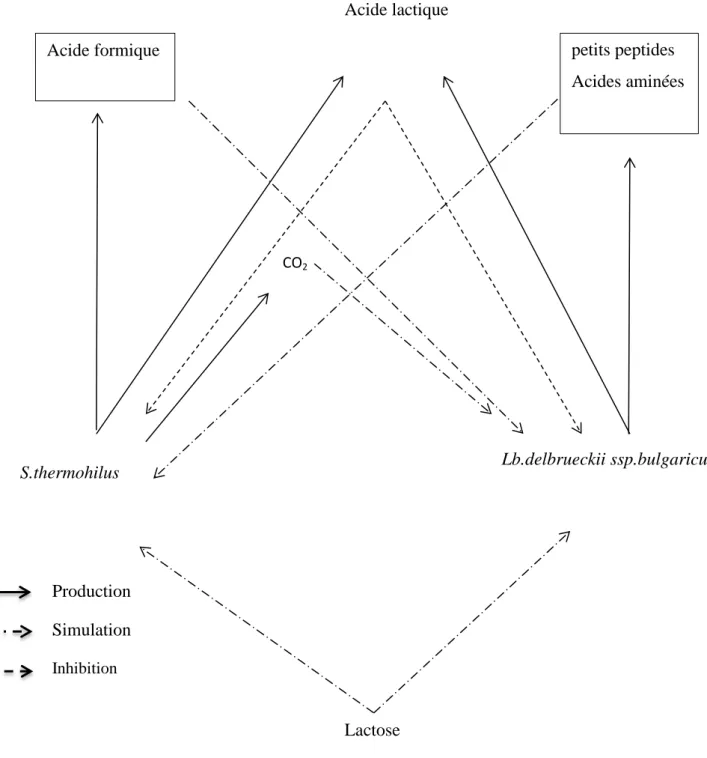 Figure 6. Schéma des interaction métaboliques de S.thermophilus et Lb.delbrueckii ssp.bulgaricus  (Mahaut et al., 2000) 