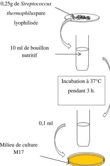 Figure 8. Méthode d’activation des Streptococcus thermophilus