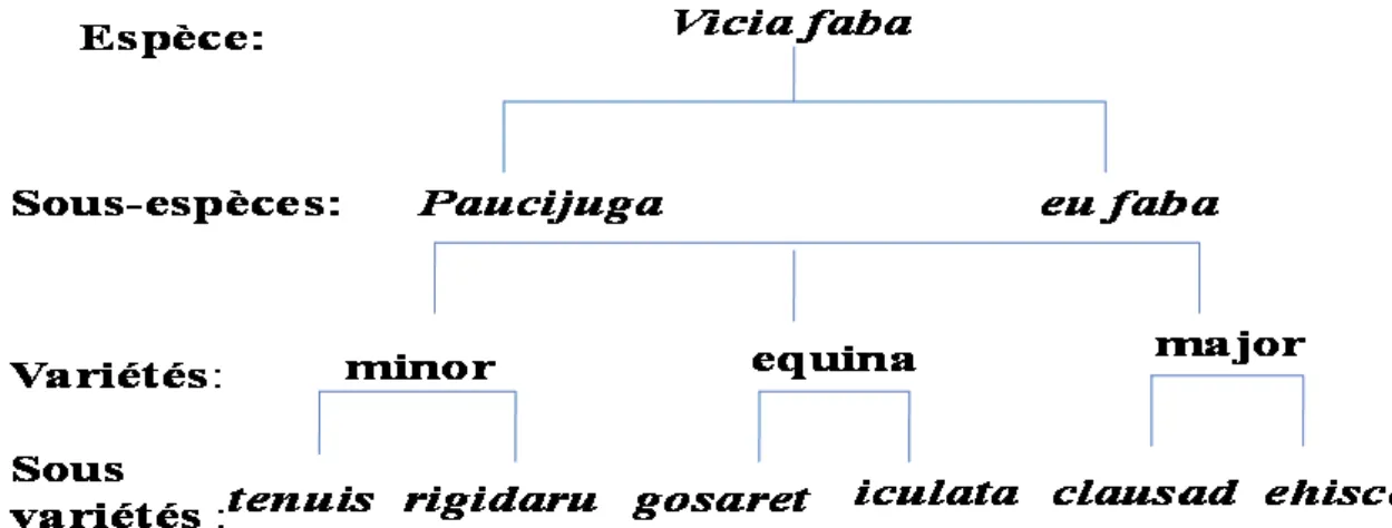 Figure 16. Classification de vicia faba L.minor (Guen et Duc .1996) III.2.3 Caryotype de la féverole  