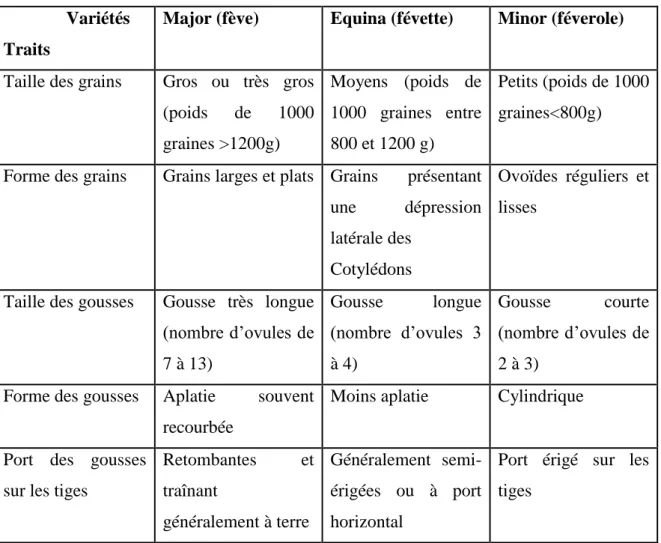 Tableau 9. Critères de distinction entre les trois variétés de Vicia faba L. (Guignard, 1989)