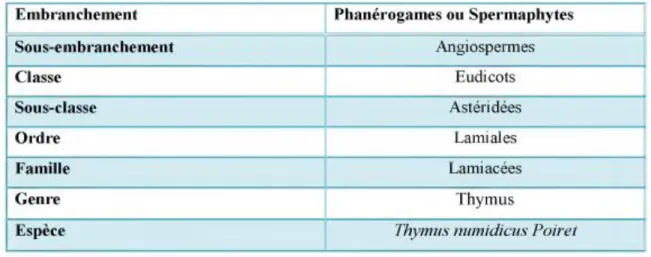 Tableau    03:  La  classification  de  Thymus  d'après  Quezel  et  Santa  (1963),  Morales  (1997),  Pedersen (2000) et Guignard et Dupont (2004)