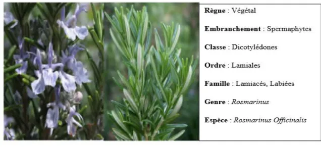 Figure 2: Photographie des feuilles et fleurs de Rosmarinus Officinalis (Gaussen et al., 1982)