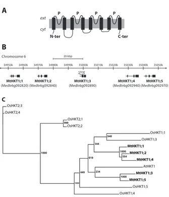 Figure 1:  The HKT transporter family of Medicago truncatula.