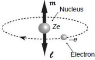 Figure I.2 : Atome de Bohr, l’électron décrit une orbite circulaire ou le moment  angulaire l et le moment magnétique   ⃗⃗  ont des directions opposées [7]
