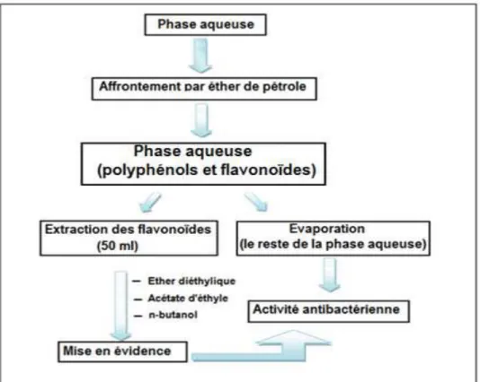 Figure 8 : Etapes d’extraction des flavonoïdes (Rihane et Benlahreche., 2013) 