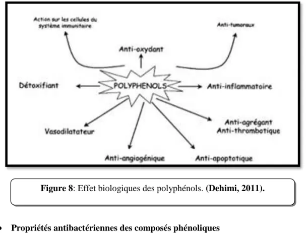 Figure 8: Effet biologiques des polyphénols. (Dehimi, 2011). 