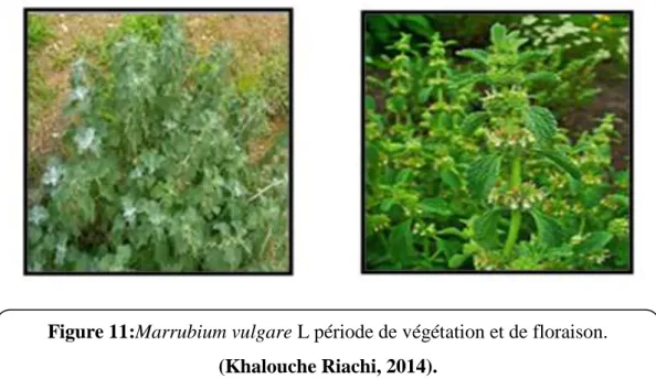 Figure 11:Marrubium vulgare L période de végétation et de floraison. 