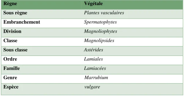 Tableau 4: Classification botanique de Marrubium vulgare L selon APG III, 2009. 