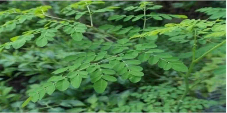 Figure 2 : Les feuilles de Moringa oleifera (Louni, 2009). 