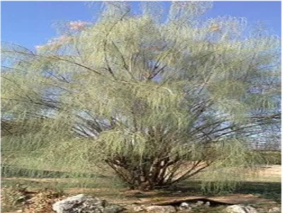 Figure 5 : Arbre de  Moringa peregrina  https://fr.wikipedia.org/wiki/Moringa 