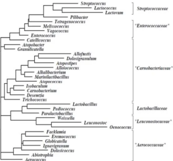 Figure I.1 : Arbre phylogénétique de l’ordre de Lactobacillales (Ludwig et al, 2008).