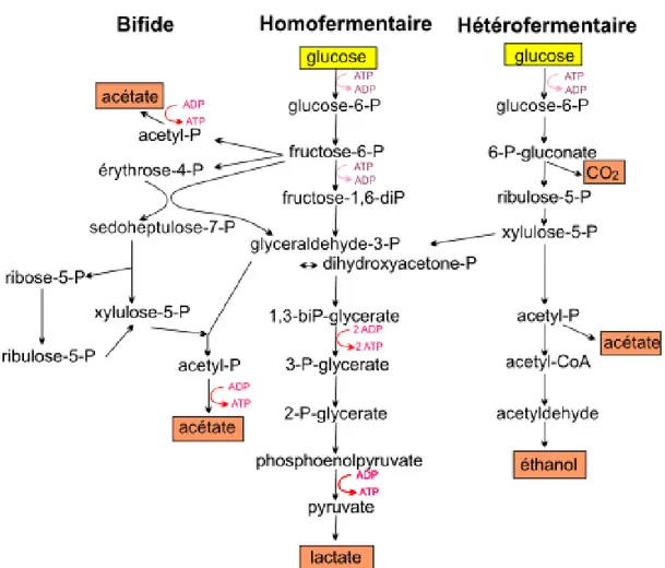 Figure I.4 : Voies métaboliques homofermentaire, hétérofermentaire et bifide de la  dégradation du glucose (Drider et al., 2009)