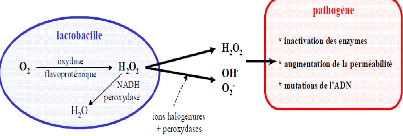 Figure I.7 : Modes d’action du peroxyde d’hydrogène et de ses dérivés produits par les  lactobacilles sur les pathogènes (Ocana et al., 1999b ; Lepargneur and Rousseau, 2002)