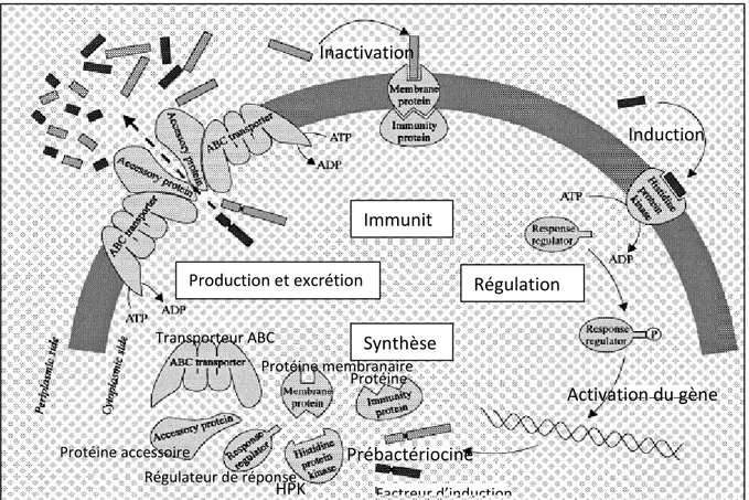 Figure I.9 Vue d'ensemble des machineries suggérées pour la production de bactériocines  classe IIa : système de régulation, synthèse, traitement, excrétion et immunité  