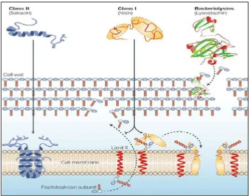 Figure I.10 : Mode d’action des bactériocines des bactéries lactiques (Cotter et al., 2005)