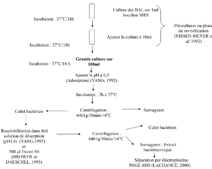 Figure II.2:  Protocole d’extraction des bactériocines par la  techniques d’adsorption - desorption (Yang et al., 1992) 