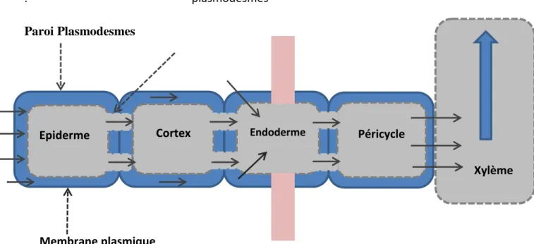 Figure 2 : Voies suivies pour l’absorption de l’eau et des sels minéraux dans les différents  tissus de la racine (Lydie, 2014)