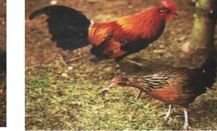Figure 4 : Gallus gallus 