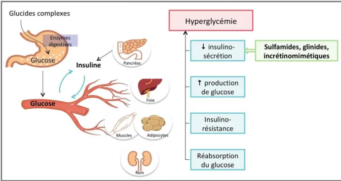Figure 4. Mécanisme d’action des sulfamides sur le métabolisme du glucide                      (Collegue National de Pharmacologie Medical , 2019)
