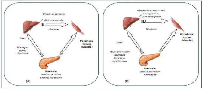 Figure  05.  Pathophysiologie  du  jeûne  chez  les  individus  normaux  (A)  et  diabétiques  (B) (Chtourou, 2015)