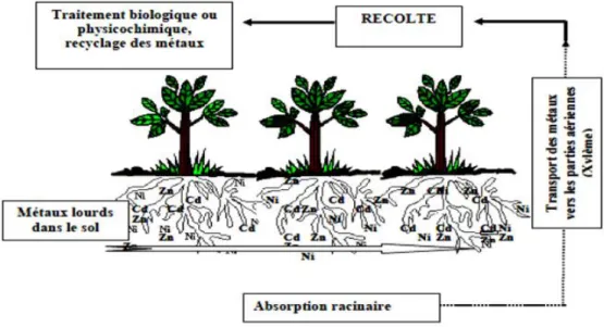 Figure 05. Représentation schématique du processus de phytoextraction des métaux lourds  (Chedly, 2006)