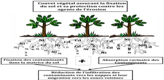 Figure 06. Processus de la phytostabilisation des contaminants au niveau du sol (Chedly,  2006)