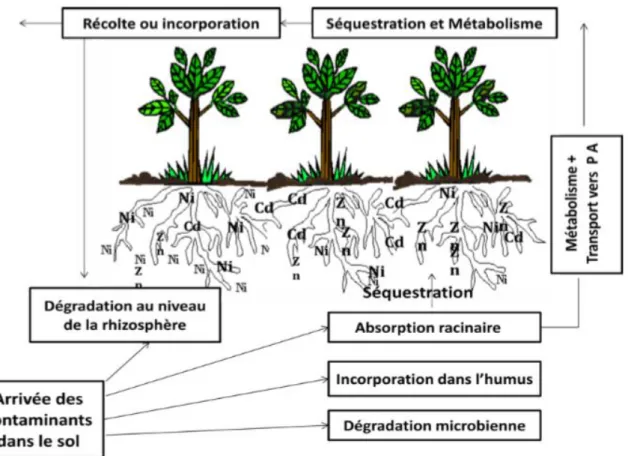 Figure 07. Processus de la phytodégradation des contaminants au niveau du sol (Chedly,  2006)