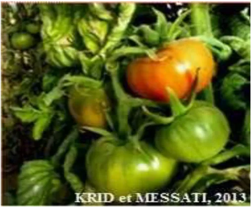 Fig. 6. Les fruits de la tomate (Krid et Messati, 2013) 