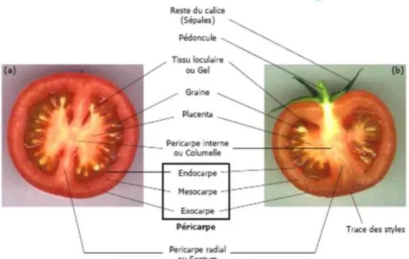 Fig. 7. Coupes transversale (a) et longitudinale (b) d’un fruit de tomate à maturité (Gillapsy et al, 1993)