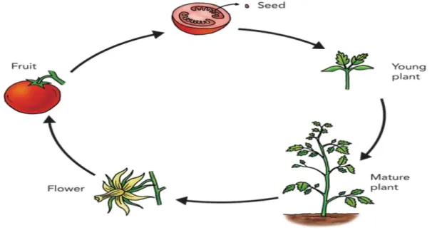 Fig. 8. Cycle de développement (Mémento de l’agronome, 2003)   Exigences de la tomate  