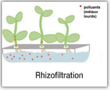 Fig. 11: Processus de la rhizofiltration (colombon et al., 2010). 