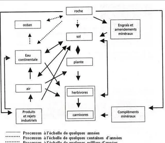 Figure 03 : Cycle biogéochimique des éléments (adapté de Lamand et al, 1991) 