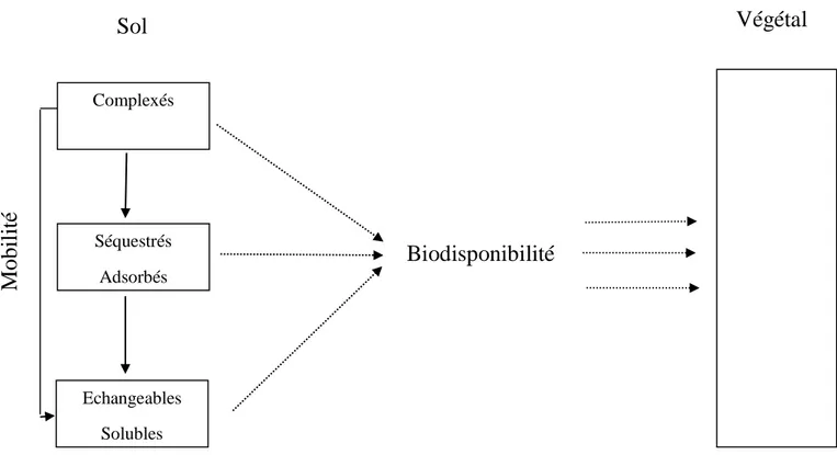 Figure 05: Mobilité et biodisponibilité des éléments en traces du sol. 