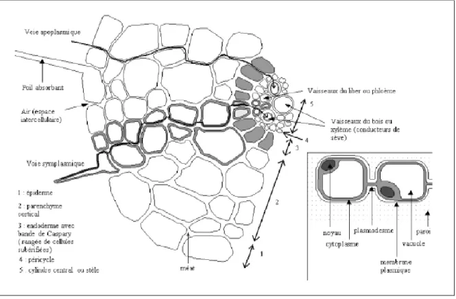 Figure  10  :  Coupe  transversale  d’une  racine  montrant  le  transport  des  éléments-traces  d’une  cellule à l’autre dans le végétal, par voie symplasmique et par voie apoplasmique