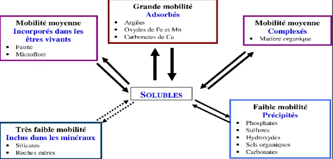 Fig. 2: Mobilité des métaux dans le sol (Juste, 1995). 