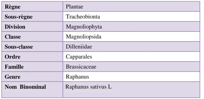 Tableau 10. Classification botanique de radis Raphanus sativus L. (Cronquist, 1981). 