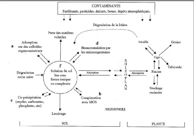 Fig .6 : Dynamique du plomb dans le système sol-plante (Alloway, 1995). 