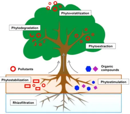 Fig. 1 : Méthodes  de phytoremédiation(Barnes, 2016). 