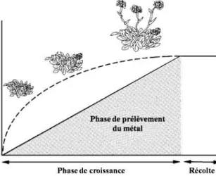 Fig. 4: Schéma représentant une phytoextraction induite par des chélateurs (Salt  et al ,  1998)