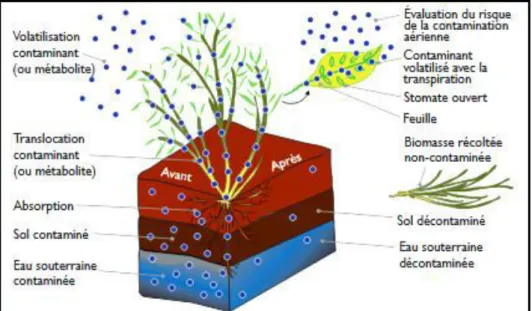 Fig. 5 : Technique de phytovolatilisation (Louise, 2016) 